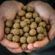 RG Baits Arctic Crab Range - 5kg Stabilised Boilies