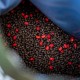 RG Baits Hot Shrimp + Liver Range - 5kg Mini Pellets