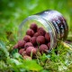 RG Baits Red Sea Squid Range - 15mm "High Class" Dedicated Wafters