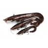 Fox Rage Ultra Realistic Replicant Catfish Lures